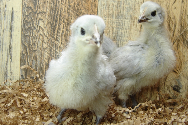 2 Pullet Chicks Week 3 - Lavender Orpington